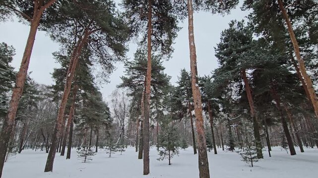 Snow blankets tall pine trees in a quiet forest. Trees stand slender, their branches heavy with winter weight. Frost clings to bark, framing a silent, sunless woodland