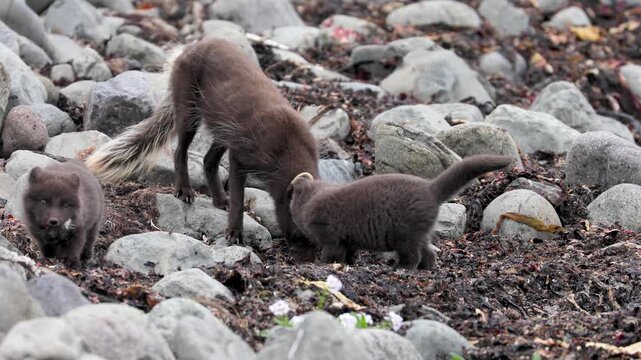 Arctic fox pups playfighting on a driftwood beach in the West Fjords of Iceland