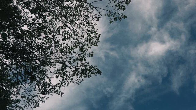 Looking up at delicate branches of a tall tree with drifting clouds in the background
