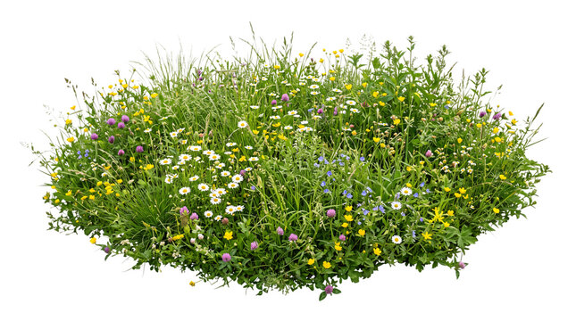 Lush bush of wildflowers and green grass with purple and isolated on png transparent background