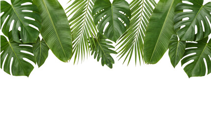 Tropical foliage border with monstera and banana leaves on isolated on png transparent background © Isolated Hub