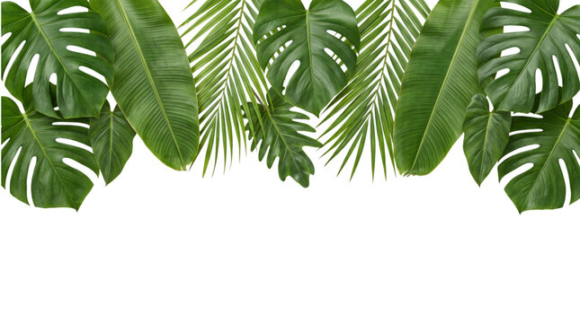 Tropical foliage border with monstera and banana leaves on isolated on png transparent background