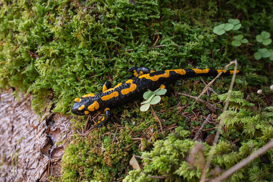 Feuersalamander (Salamandra salamandra) auf einem moosbewachsenen Baumstamm in einem feuchten Laubwald. Nahaufnahme des auff&auml;llig gelb-schwarz gef&auml;rbten Amphibs in seinem nat&uuml;rlichen Lebensraum. 