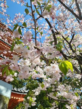blooming cherry tree