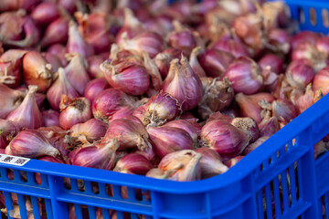 Obraz premium Fresh Garlic at Dihua Street Market