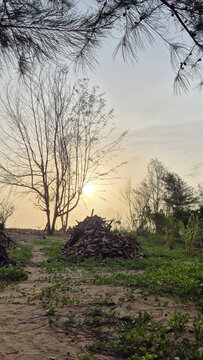 sunset 
view through bare trees and pine foliage at coastal beach with coconut husk pile