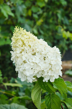 Large conical white panicled hydrangea bloom growing outdoors against natural green leafy foliage backdrop.