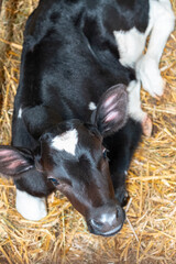 Black and white calf resting on straw in a farm barn, young dairy cattle relaxing in a livestock stall, agricultural farming scene © Iryna
