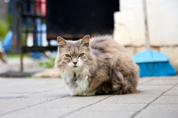 cat on the street © Denis DZph Zakharov
