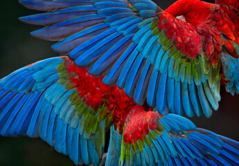 Fototapeta premium Open Macaw Wings full of color and powerful lines of composition.