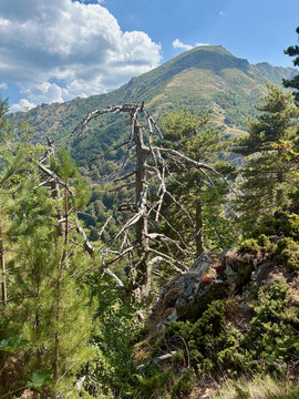 Sentier forestier du GR20 entre Capannelle et le col de Verde en Corse