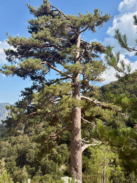 Sentier forestier du GR20 entre Capannelle et le col de Verde en Corse