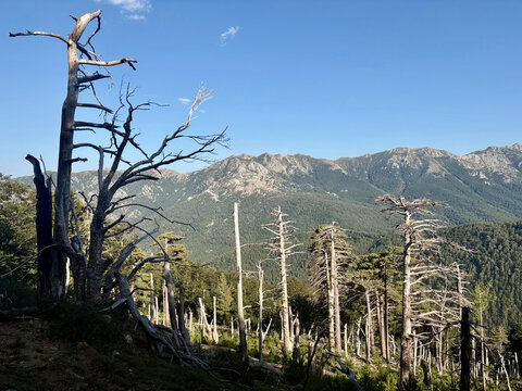 Sentier forestier du GR20 entre Capannelle et le col de Verde en Corse