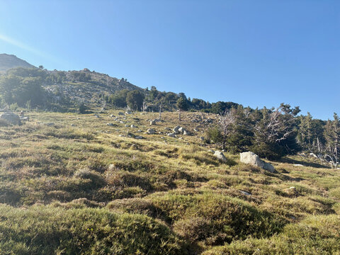 Sentier forestier du GR20 entre Capannelle et le col de Verde en Corse
