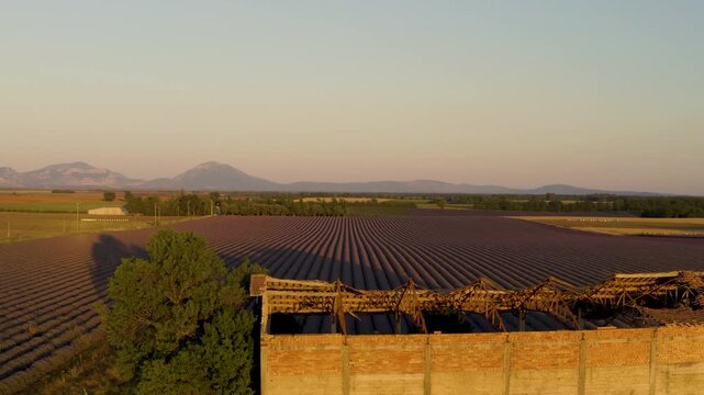 High angle aerial view of a rustic stone shed surrounded by blooming purple lavender fields at sunset