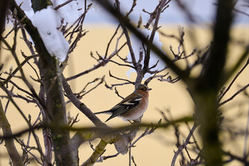 Obraz premium bird on a branch