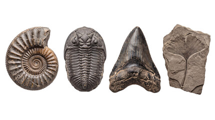 Collection of ancient fossils: ammonite, trilobite, shark png on isolated background © Isolated Hub