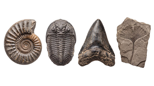 Collection of ancient fossils: ammonite, trilobite, shark png on isolated background