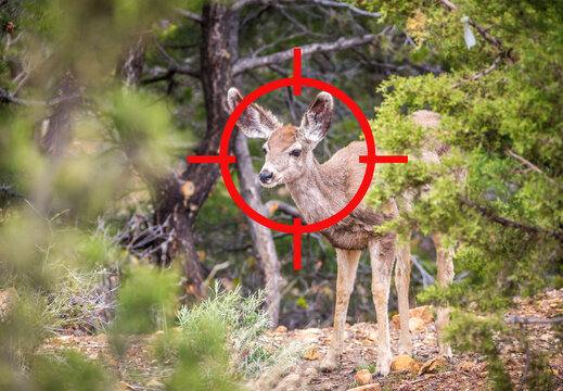 Aiming on young deer hunting. The sight and target is aimed at the deer
