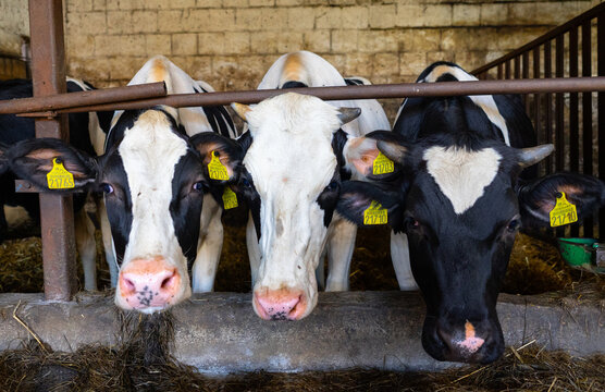 Several black and white cows with horns in a cattle barn, group of dairy cattle standing in livestock stalls on a farm, agricultural farming scene