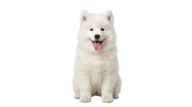 Happy fluffy white samoyed dog sitting down and looking at the camera with a friendly expression and tongue hanging out isolated on transparent background