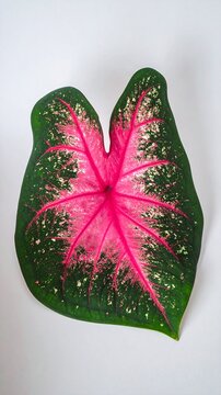 Vibrant Pink and Green Caladium Leaf Isolated on White Background
