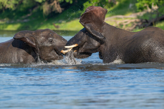 Two African elephants playing in the Chobe River in Chobe National Park