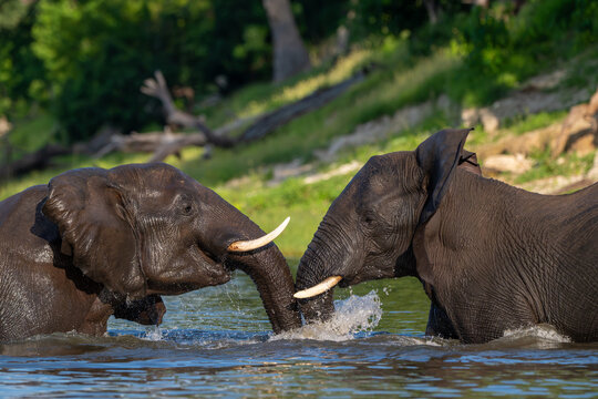 Two African elephants playing in the Chobe River in Chobe National Park