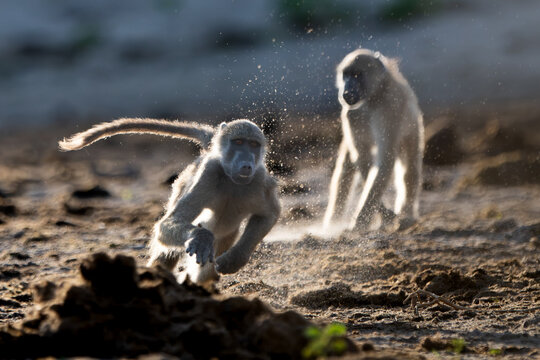 Backlit baboons fighting and playing near the Chobe River