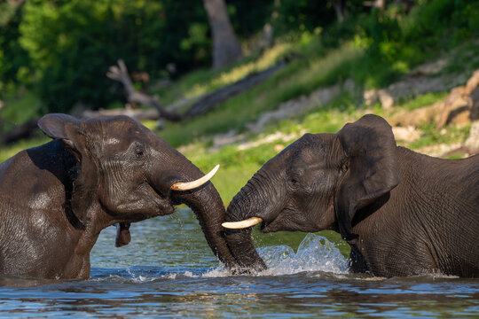 Two African elephants playing in the Chobe River in Chobe National Park