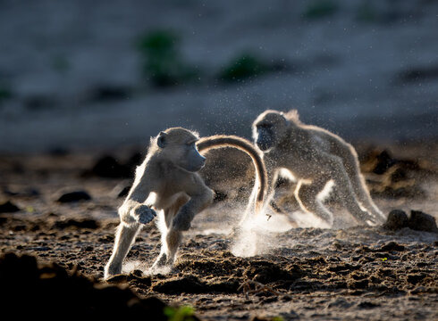 Backlit baboons fighting and playing near the Chobe River