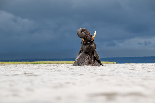 African elephant wading in the Chobe River in Chobe National Park