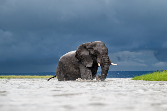 African elephant wading in the Chobe River in Chobe National Park