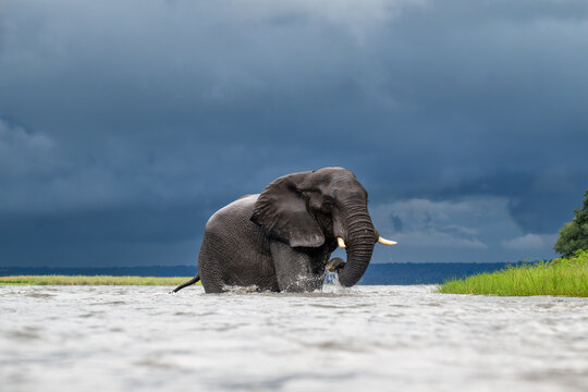 African elephant wading in the Chobe River in Chobe National Park