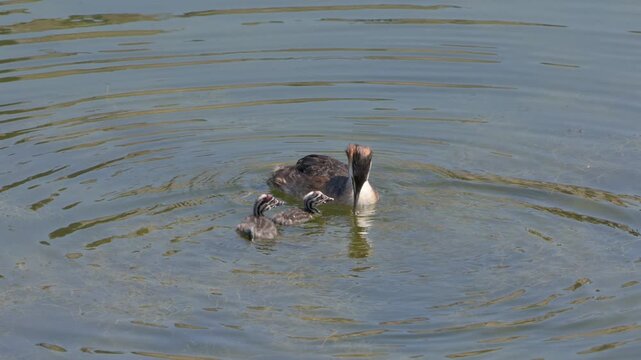 Great Crested Grebe (Podiceps cristatus) adult feeding a feather to a young chick to help with digestion. July, Kent, UK. [Slow motion x4]