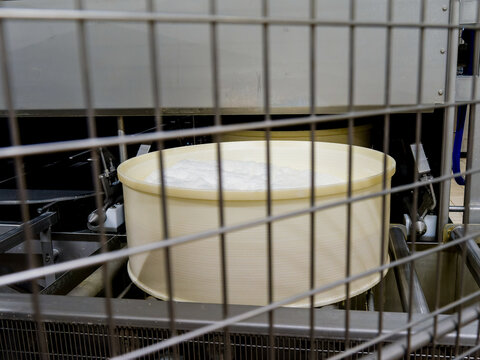 Fabrication artisanale du Comt&eacute; AOP dans une fromagerie du Jura, caill&eacute; de lait dans une cuve de production