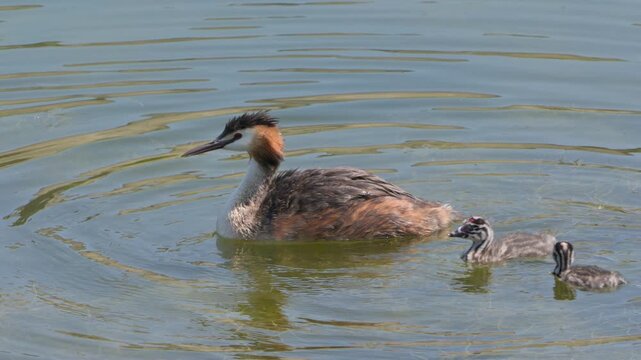 Great Crested Grebe (Podiceps cristatus) adult with two young chicks, spreading its wings and shaking water off its feathers. July, Kent, UK. [Slow motion x4]