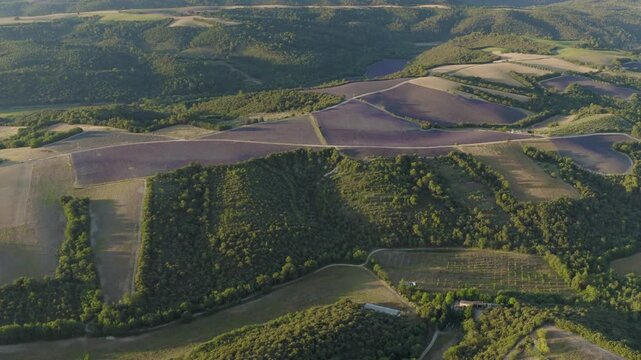 High angle drone view of vibrant purple lavender rows stretching across rural countryside under a warm evening sky