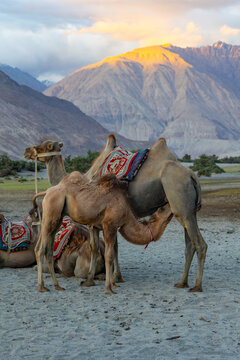 Bactrian Camel Calf Drinking Milk from Its Mother, , Hunder San Dunes, Ladakh, India. 