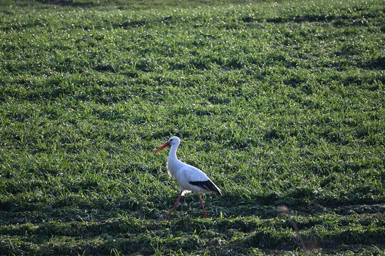 white stork in the field