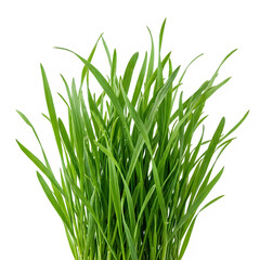 Fototapeta premium Fresh green grass blades growing in a bunch
