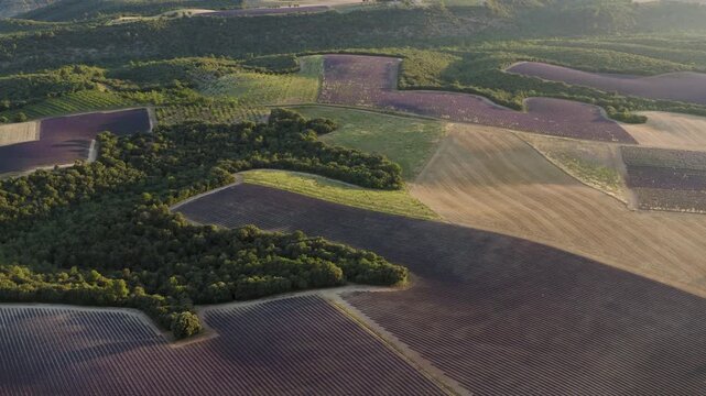 High angle drone view of vibrant purple lavender rows stretching across rural countryside under a warm evening sky