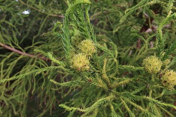 Close-up of Japanese cedar Cryptomeria japonica cones and green needle foliage. © Miroslav