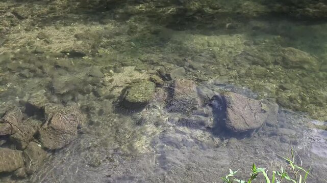 Sunlit Clear Stream Flowing Over Rocks and Pebbles