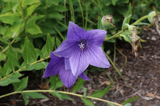 Vibrant purple campanula flower blooming amidst lush green foliage.