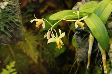 Close-up of yellow orchid blossoms growing on tree bark. © Miroslav