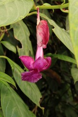 Close-up of a magenta Drymonia flower hanging from vine. © Miroslav