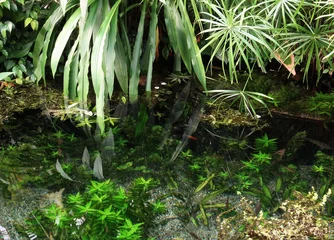 Fotobehang Badkamer Tropical amazonian garden pond with lush greenery and fish.  © Miroslav