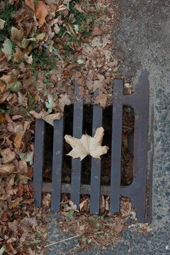 Brown autumn leaf resting on a metal storm drain grate.