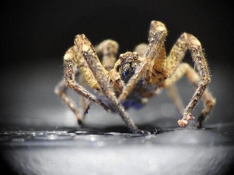 Large brown spider photographed from the front in dramatic macro close up